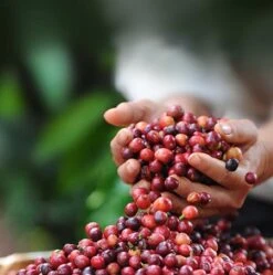 Nescafé Dolce Gusto Latte Macchiato Capsules - 90 Koffiecups -Monin Verkoopwinkel 1190x1200 1