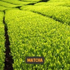 Cupplement | Premium Matcha 90 Gram | Biologisch | Gratis Verzending | Hoogste Kwaliteit Groene Thee Poeder 25 Cupplement | Premium Matcha 90 Gram | Biologisch | Gratis Verzending | Hoogste Kwaliteit Groene Thee Poeder -Monin Verkoopwinkel 1200x1200 261