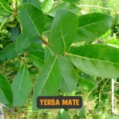 Cupplement | Thee Set 2 Delig | Yerba Mate 100 Gram & Matcha 90 Gram | Biologisch | Gratis Verzending, Opschuimer & Batterijen | Cadeau Pakket -Monin Verkoopwinkel 1200x1200 272