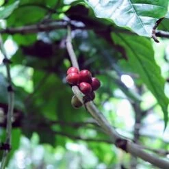 Kopi Luwak Koffie. 35 Gram Ongemalen Bonen. Direct Trade. Single Origin. The Original By Rich.Exclusive. -Monin Verkoopwinkel 1200x1200 75