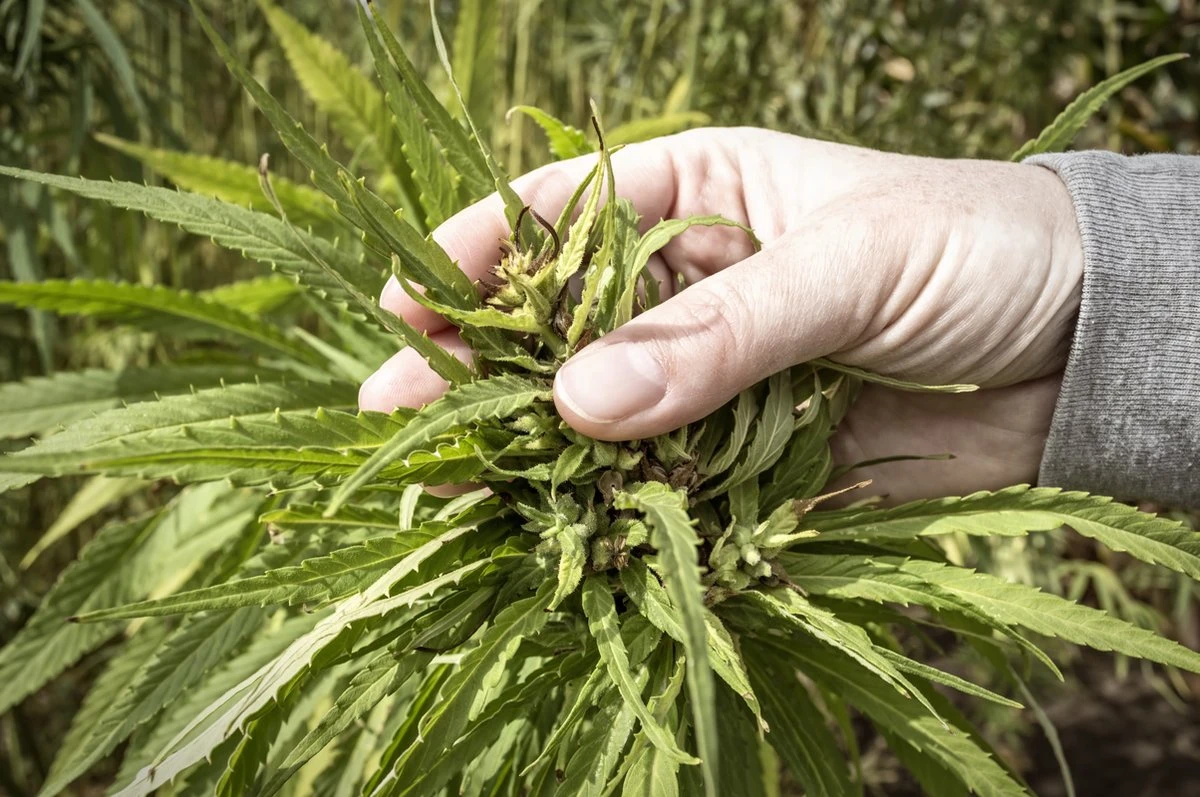 Biologische CBD-rijke Hennepbloemen (Hennep CBD Thee) - Vegan - 100% Natuurlijk 2 Biologische CBD-rijke Hennepbloemen (Hennep CBD Thee) - Vegan - 100% Natuurlijk - Afbeelding 2