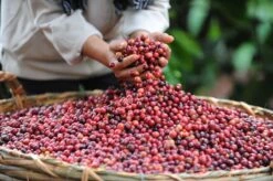 Nescafé Gold Amaretto Latte Oploskoffie - 6 Doosjes à 8 Zakjes 11 Nescafé Gold Amaretto Latte Oploskoffie - 6 Doosjes à 8 Zakjes -Monin Verkoopwinkel 1200x798 1