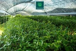 TMomentes® PREMIUM CEREMONIAL MATCHA Thee - Matcha Poeder - Ceremoniële Matcha Thee - 100% Organisch Gecertificeerd - 60 Gram - AAA+ Gradering -Monin Verkoopwinkel 1200x800 18