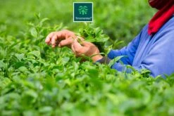 TMomentes® PREMIUM CEREMONIAL MATCHA Thee - Matcha Poeder - Ceremoniële Matcha Thee - 100% Organisch Gecertificeerd - 60 Gram - AAA+ Gradering -Monin Verkoopwinkel 1200x800 19