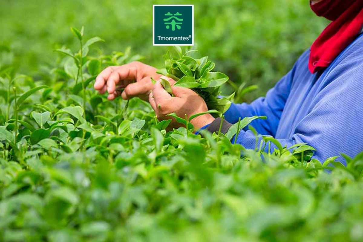 TMomentes® High Quality Culinary MATCHA Thee - Matcha Poeder - Matcha Thee - 100% Organisch Gecertificeerd - 100 Gram 11 TMomentes® High Quality Culinary MATCHA Thee - Matcha Poeder - Matcha Thee - 100% Organisch Gecertificeerd - 100 Gram - Afbeelding 11