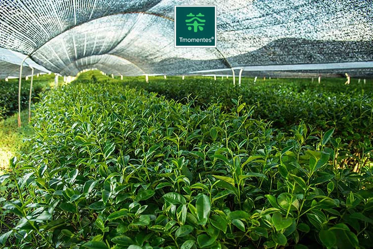 TMomentes® High Quality Culinary MATCHA Thee - Matcha Poeder - Matcha Thee - 100% Organisch Gecertificeerd - 100 Gram 12 TMomentes® High Quality Culinary MATCHA Thee - Matcha Poeder - Matcha Thee - 100% Organisch Gecertificeerd - 100 Gram - Afbeelding 12