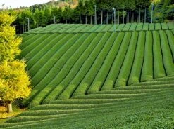 Premium Matcha Thee - 100 Gram - Biologisch Gecertificeerd - Matcha Poeder - Groene Thee - Matcha Thee - 100% Organische Thee - Japans - Matcha Latte - Gratis Verzending 10 Premium Matcha Thee - 100 Gram - Biologisch Gecertificeerd - Matcha Poeder - Groene Thee - Matcha Thee - 100% Organische Thee - Japans - Matcha Latte - Gratis Verzending -Monin Verkoopwinkel 1200x894