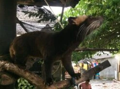 Kopi Luwak Koffie. 35 Gram Ongemalen Bonen. Direct Trade. Single Origin. The Original By Rich.Exclusive. -Monin Verkoopwinkel 1200x900 1