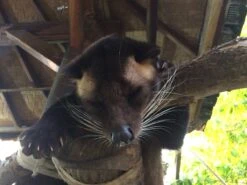 Kopi Luwak Koffie. 35 Gram Ongemalen Bonen. Direct Trade. Single Origin. The Original By Rich.Exclusive. -Monin Verkoopwinkel 1200x900 2