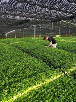 Matcha Latte - 50 Gram - Maak De Lekkerste Latte's -Monin Verkoopwinkel 899x1200 14