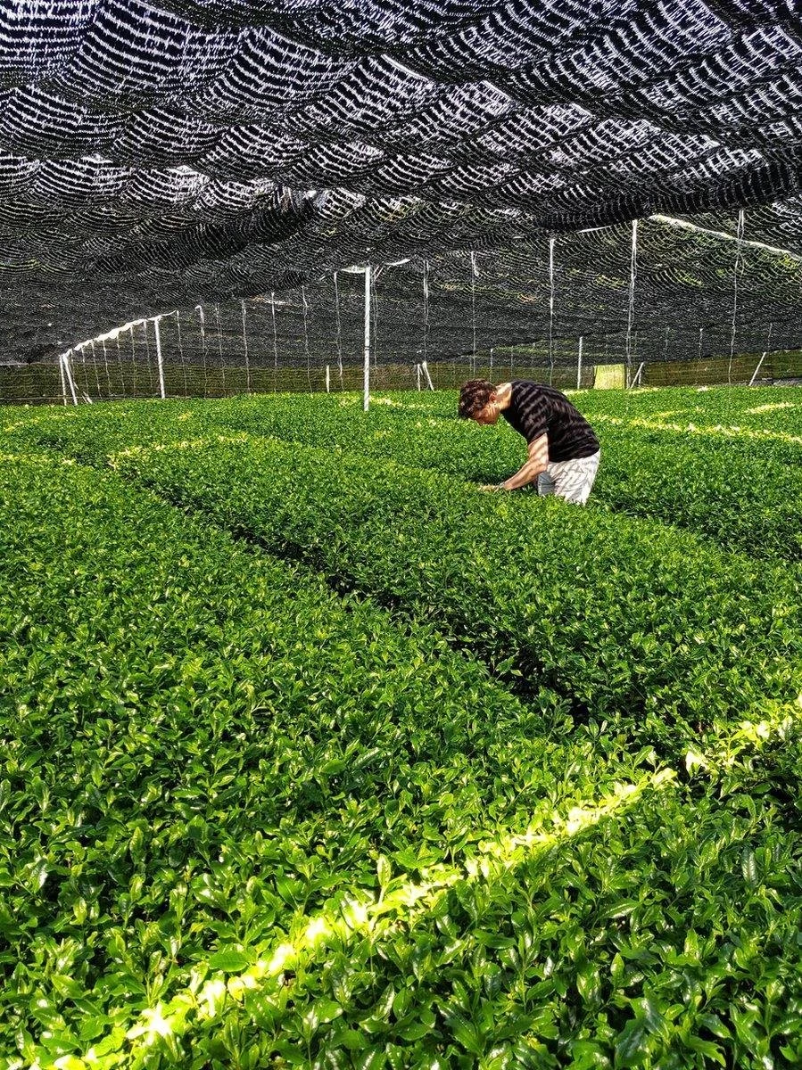 Japanse Premium Matcha Thee - 50 Gram - Inclusief Matcha Klopper - Vol Met Antioxidanten, Vitaminen & Mineralen - Vandaag Besteld, Morgen In Huis! 4 Japanse Premium Matcha Thee - 50 Gram - Inclusief Matcha Klopper - Vol Met Antioxidanten, Vitaminen & Mineralen - Vandaag Besteld, Morgen In Huis! - Afbeelding 4