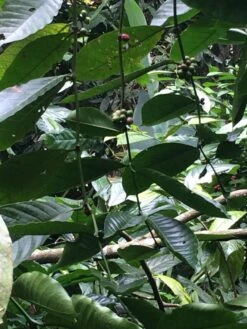 Kopi Luwak Koffie. 35 Gram Ongemalen Bonen. Direct Trade. Single Origin. The Original By Rich.Exclusive. -Monin Verkoopwinkel 900x1200 1